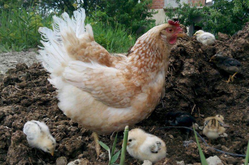 7 Bài Văn Mẫu Tả Đàn Gà Con Đặc Sắc - Những Áng Văn Hay Nhất