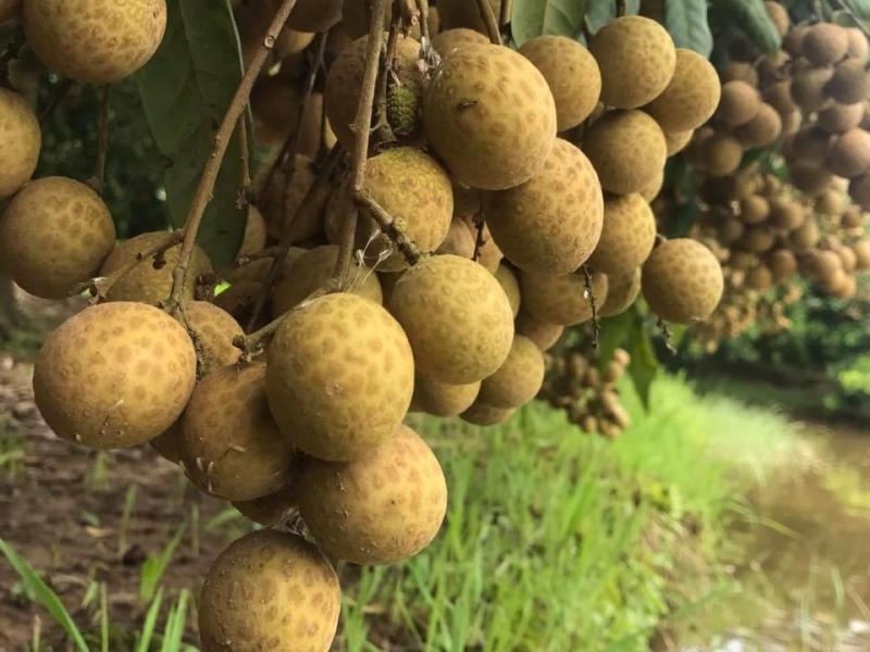Top 10 Bài Văn Thuyết Minh Đặc Sắc Về Các Loại Cây Ăn Quả Việt Nam