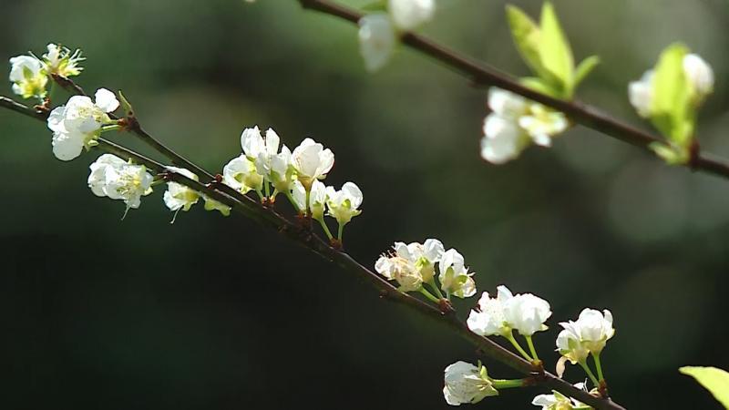 6 bài phân tích ấn tượng nhất về thi phẩm 'Xuân về' của Nguyễn Bính - Dành cho học sinh Ngữ văn 11