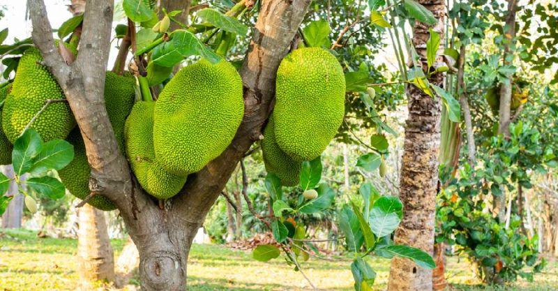 Top 10 Bài văn thuyết minh sâu sắc về cây mít