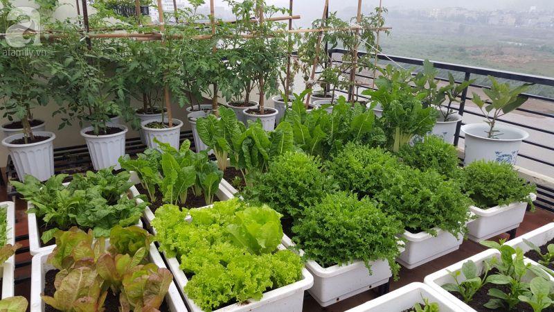 Top 10 Bài văn mẫu tả vườn rau ấn tượng nhất