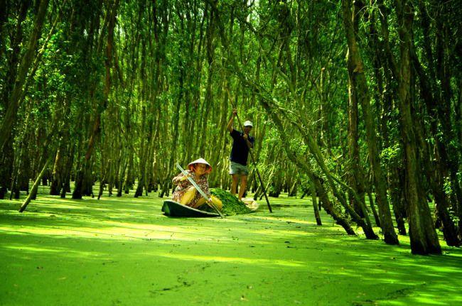 7 Bài phân tích ấn tượng nhất về tác phẩm 'Đi trong hương tràm' (Ngữ văn 10 - Cánh diều)