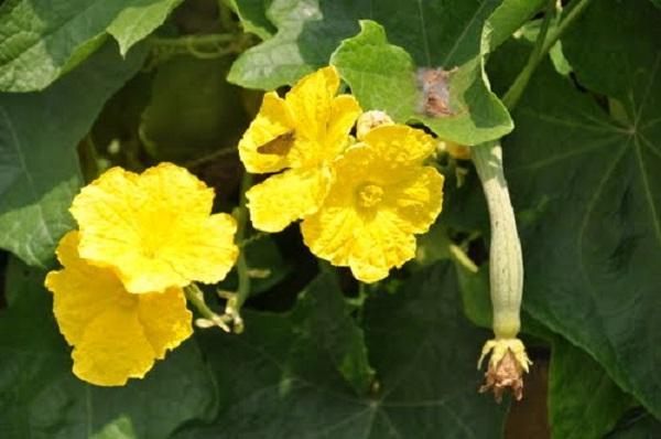 7 bài phân tích xuất sắc nhất về tình tri kỷ trong thơ "Bạn đến chơi nhà"