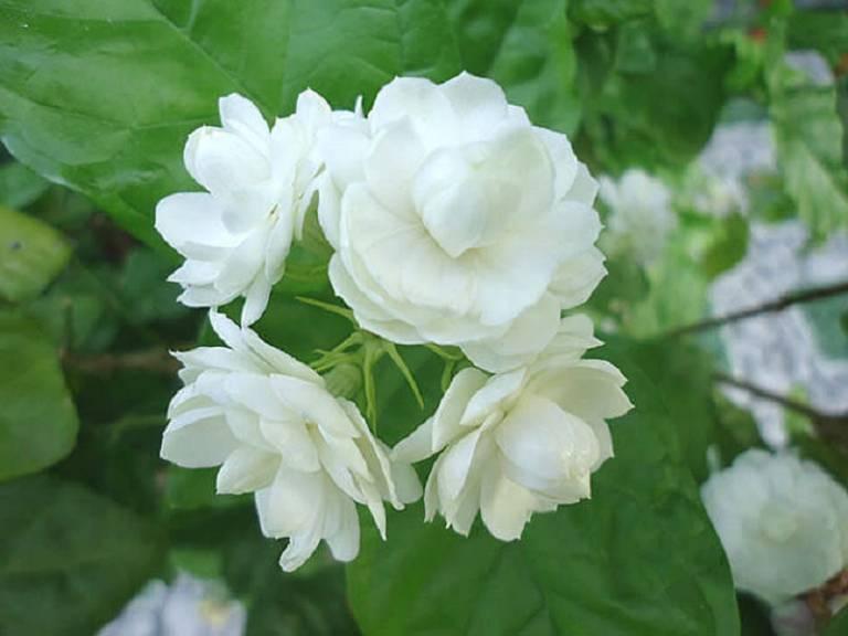 Top 20 bài thơ ngọt ngào viết về hoa nhài