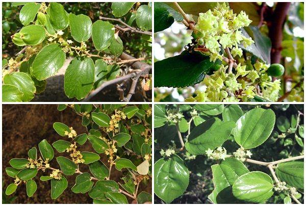 Top 10 bài văn tả cây táo lớp 4 đặc sắc nhất