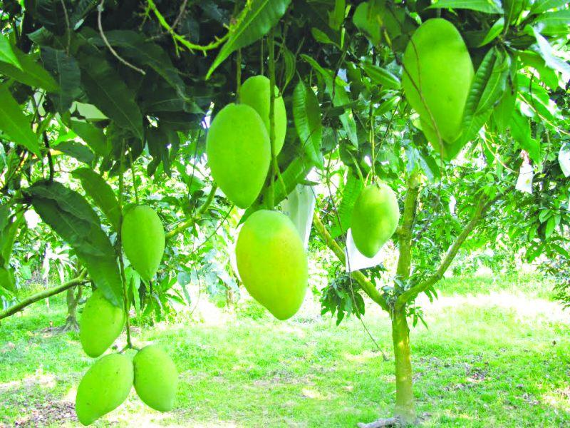 10 bài văn thuyết minh đặc sắc nhất về cây xoài