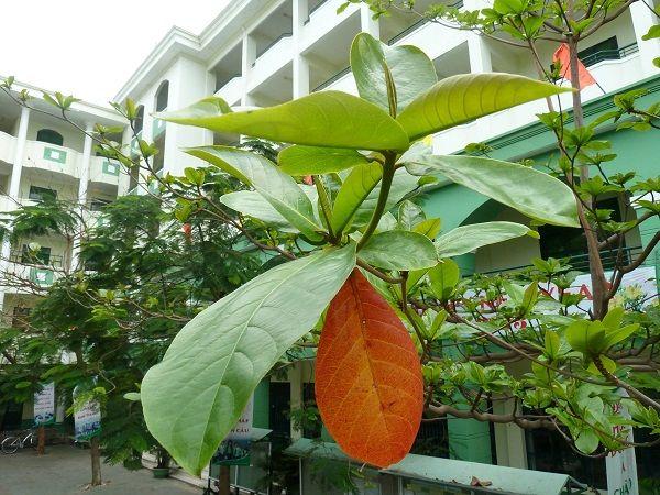 Top 12 Bài văn mẫu đặc sắc: Thuyết minh và biểu cảm về cây bàng