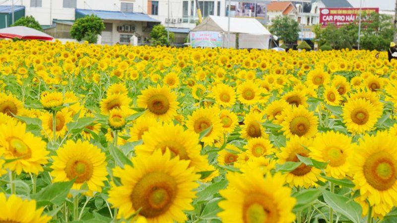 5 Áng văn lay động lòng người nhất về loài hoa mặt trời