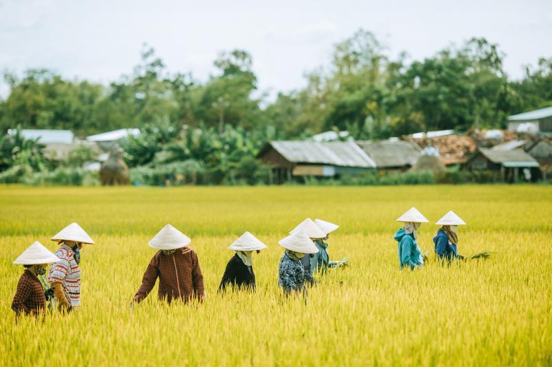 Top 8 Giai điệu thiếu nhi ý nghĩa nhất về người nông dân Việt Nam