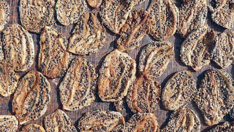 7 Đoạn văn cảm nhận sâu sắc nhất về tác phẩm "Mùa phơi sân trước" - Ngữ văn 7 bộ Chân trời sáng tạo
