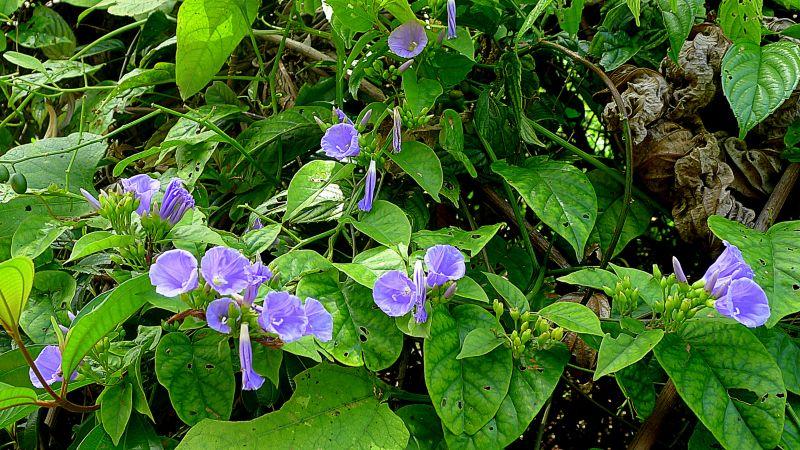 Top 8 Bài văn và đoạn văn phân tích đặc sắc về tác phẩm "Hoa bìm" (Ngữ văn lớp 6)