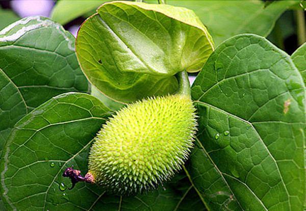 Top 10 Bài văn miêu tả giàn cây gấc (lớp 5) nổi bật nhất