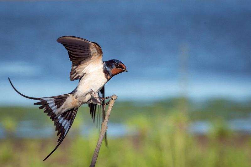 10 Áng Thơ Bất Hủ Của Thi Nhân Thế Lữ