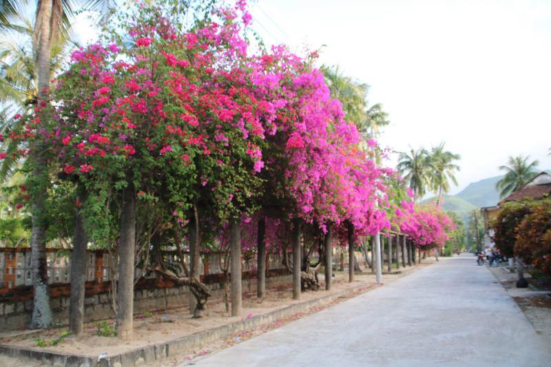 Top 10 Bài văn xuất sắc nhất miêu tả giàn hoa giấy đầy cảm xúc