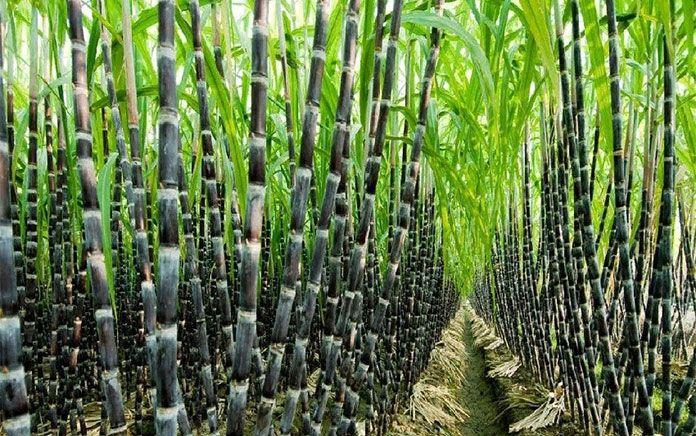 12 Câu đố thú vị về thế giới thực vật dành cho thiếu nhi
