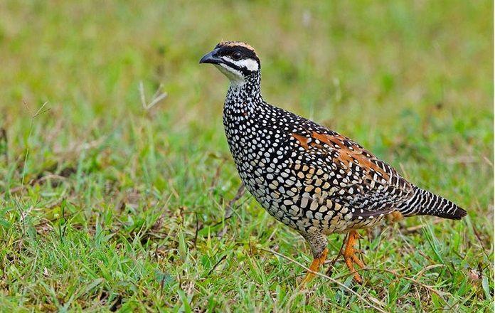 10 Sự tích ly kỳ về loài vật đầy ý nghĩa nhân văn
