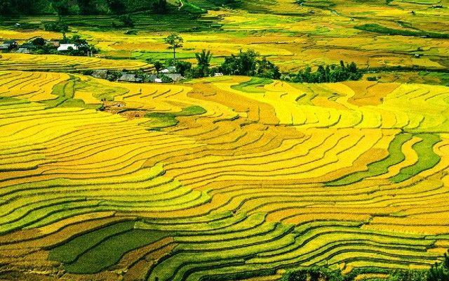 Tuyển tập 8 bài văn thuyết minh ấn tượng nhất về ruộng bậc thang Mù Cang Chải