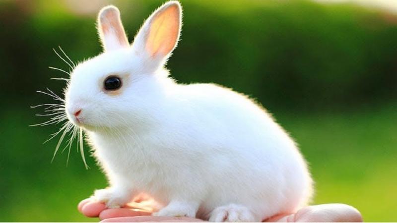 Top 10 Bài văn mẫu thuyết minh về loài vật nuôi yêu thích đặc sắc nhất