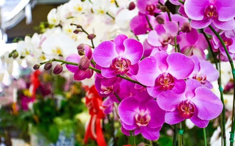 Top 15 Bài văn tả hoa lan đặc sắc nhất