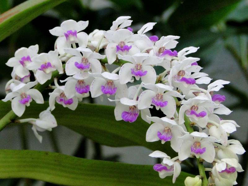 Top 12 Bài văn mẫu tả cây hoa ấn tượng nhất