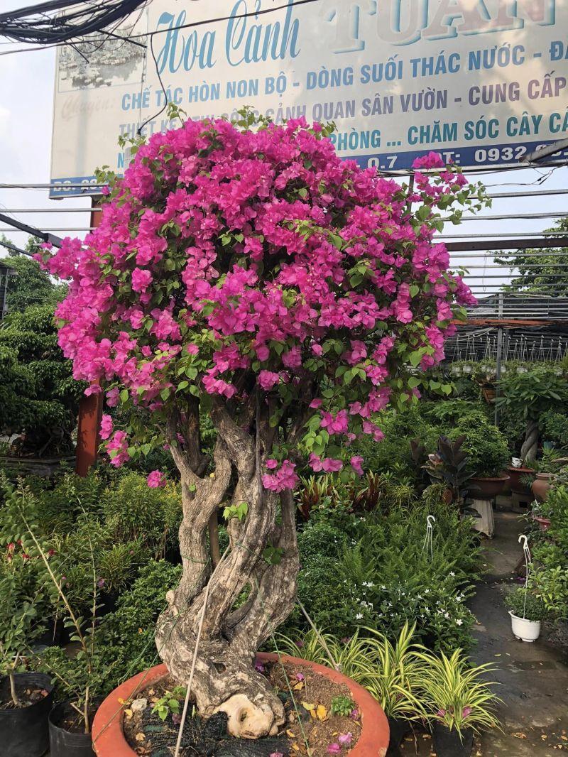 Top 12 Địa Chỉ Mua Cây Cảnh Uy Tín Nhất Tại TP. HCM
