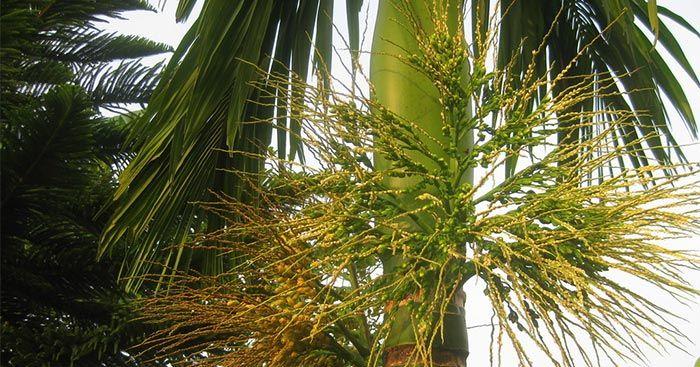Top 10 bài văn thuyết minh về cây cau nổi bật nhất