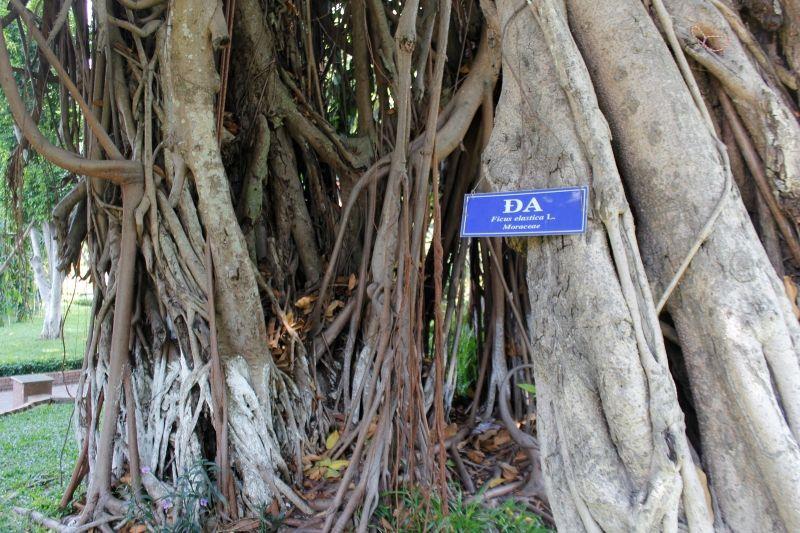 Top 14 bài văn miêu tả cây cổ thụ ấn tượng nhất