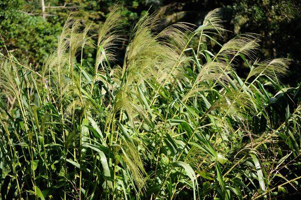 8 Áng tản văn đặc sắc nhất về vùng đất Tây Bắc