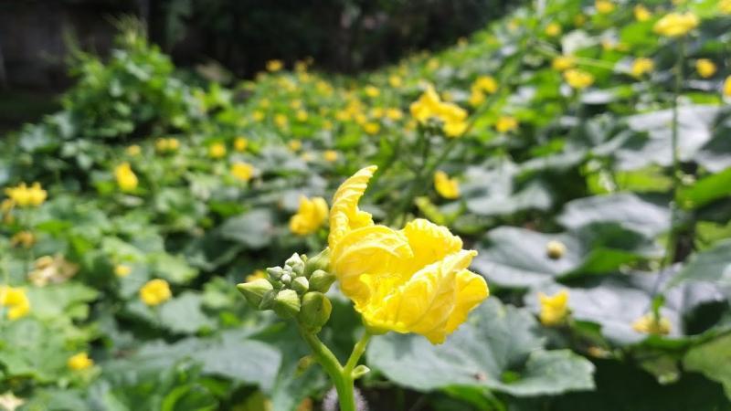 Top 12 bài văn miêu tả giàn mướp ấn tượng dành cho học sinh lớp 5