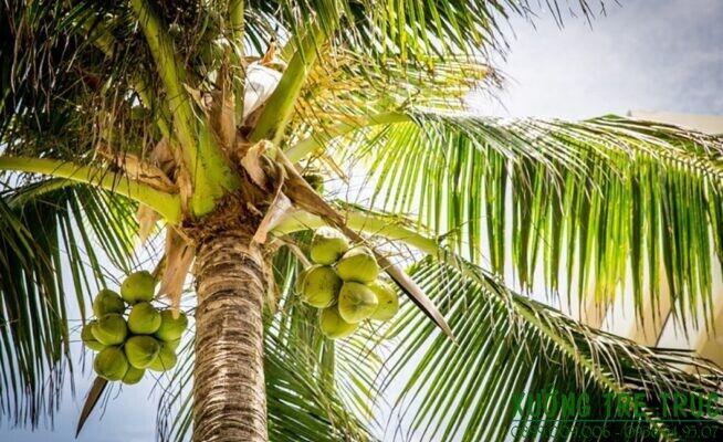10 Bài văn thuyết minh đặc sắc nhất về cây dừa Việt Nam