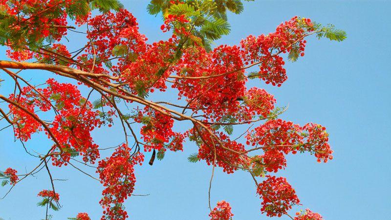 Tuyển chọn 12 bài văn thuyết minh đặc sắc nhất về cây phượng vĩ