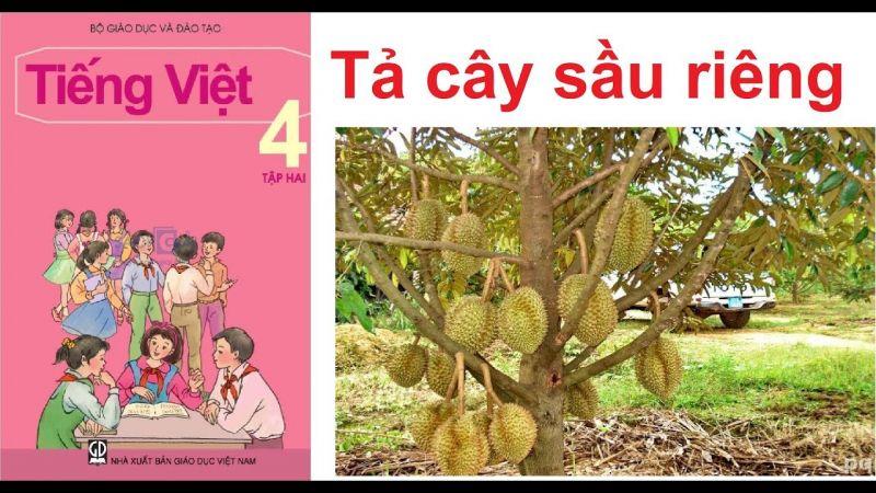 12 Bài văn miêu tả cây sầu riêng đặc sắc dành cho học sinh lớp 4