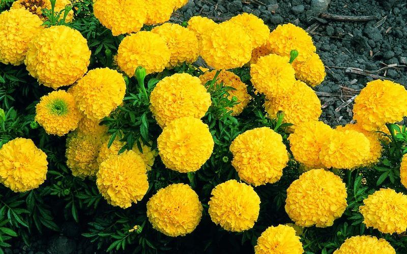 10 loại cây cảnh trong nhà đánh bay muỗi hiệu quả không ngờ