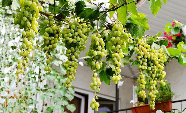 Tuyển tập 8 bài văn miêu tả giàn nho ấn tượng nhất dành cho học sinh lớp 5