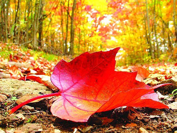 Top 8 bài văn hay nhất cảm nhận về khổ thơ cuối bài "Sang thu" của Hữu Thỉnh