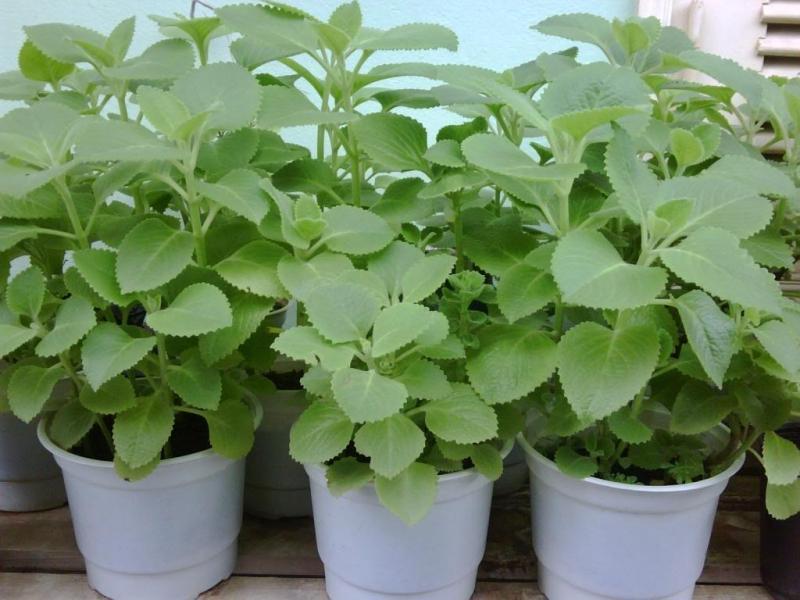 16 Mẹo trị ho cho trẻ từ bài thuốc dân gian đơn giản, hiệu quả bất ngờ