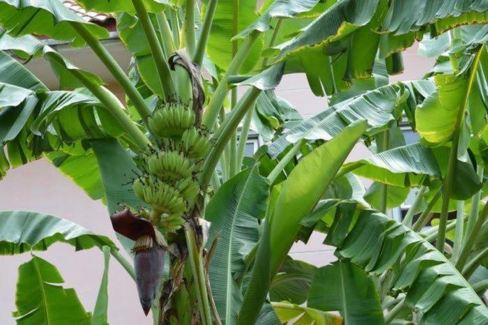 Top 10 Bài văn mẫu thuyết minh đặc sắc về cây chuối Việt Nam