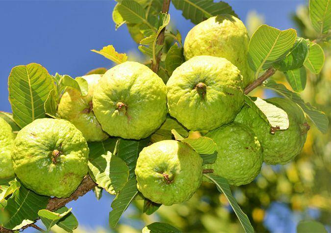 Top 6 bài soạn tác phẩm "Sang thu" của Hữu Thỉnh lớp 9 đáng đọc nhất