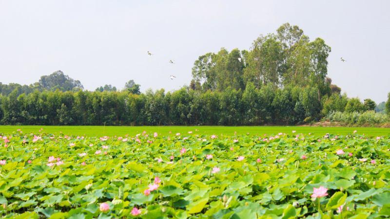 7 Áng văn cảm nhận sâu sắc 'Trăng sáng trên đầm sen' - Kiệt tác bất hủ của Chu Tự Thanh (Ngữ văn 11)