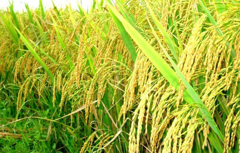 15 bài văn tả cánh đồng lúa chín ấn tượng nhất - Bức tranh quê hương sống động