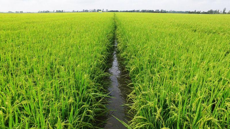15 Bài Văn Thuyết Minh Về Cây Lúa Tinh Tuyển - Hành Trình Khám Phá Hồn Quê Việt