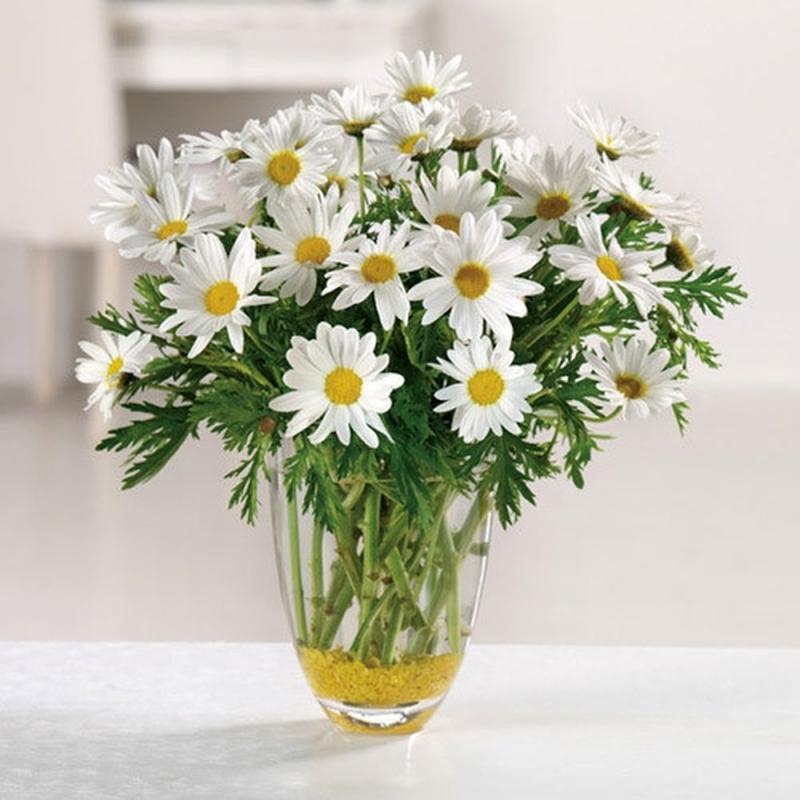 Top 15 Bài văn miêu tả hoa cúc đặc sắc nhất