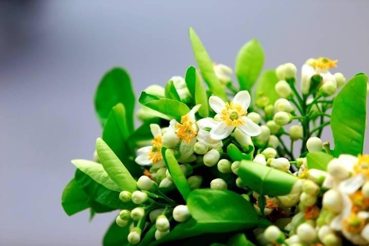 20 Áng Thơ Hay Nhất Về Tháng Ba – Giai Điệu Của Mùa Xuân