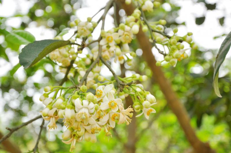 Tuyển tập 17 bài thơ đặc sắc nhất về vẻ đẹp hoa bưởi