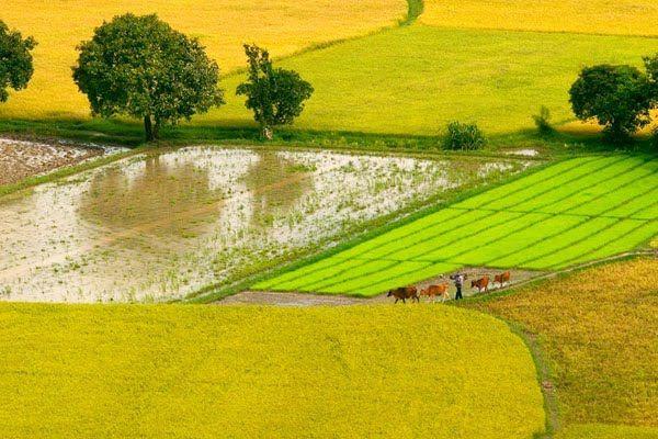 7 Bài phân tích sâu sắc 3 khổ đầu 'Mùa xuân nho nhỏ' - Thanh Hải