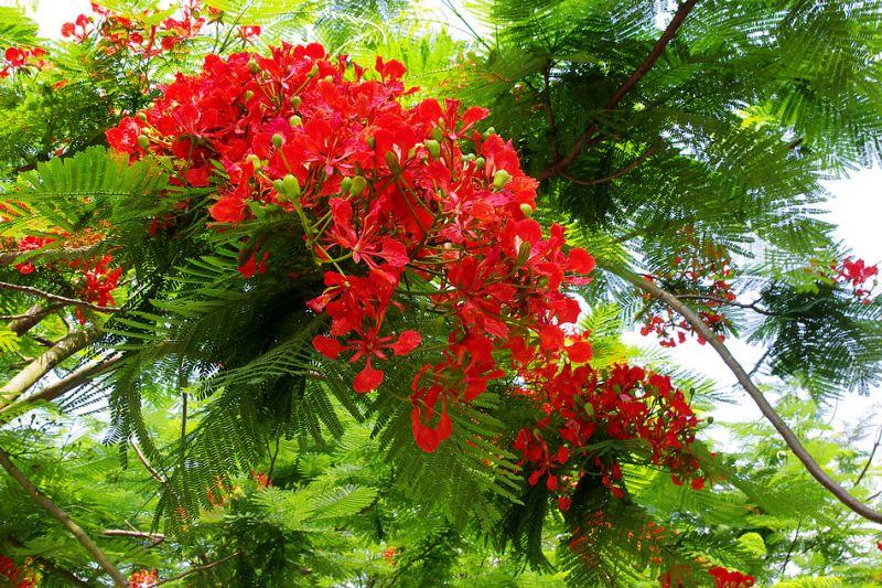 17 Bài Thơ Hay Nhất Viết Về Những Ngày Đầu Mùa Hạ