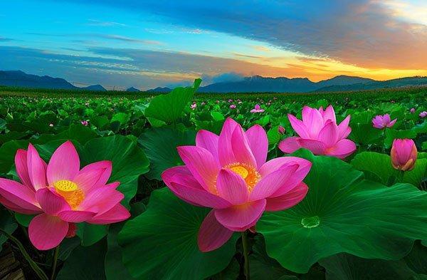15 Áng thơ lắng hồn đón tháng năm rực rỡ