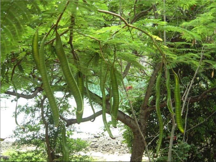 Top 6 Dàn ý thuyết minh về cây phượng vĩ đầy đủ và sâu sắc nhất