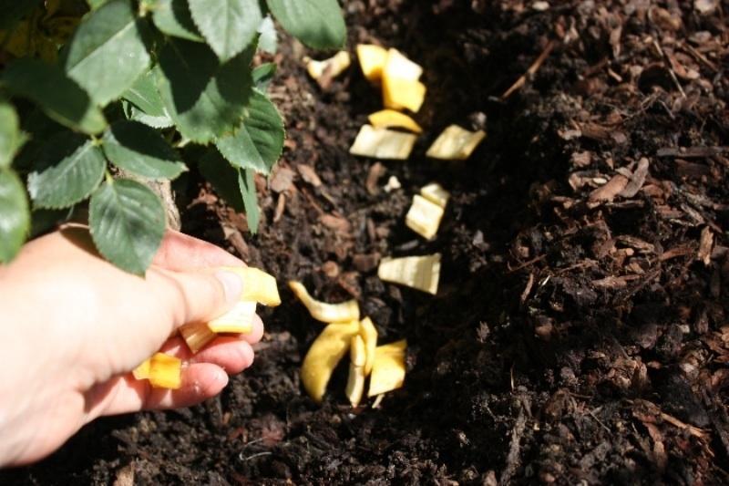 10 lợi ích vàng từ quả chuối - Bí quyết sức khỏe không thể bỏ qua