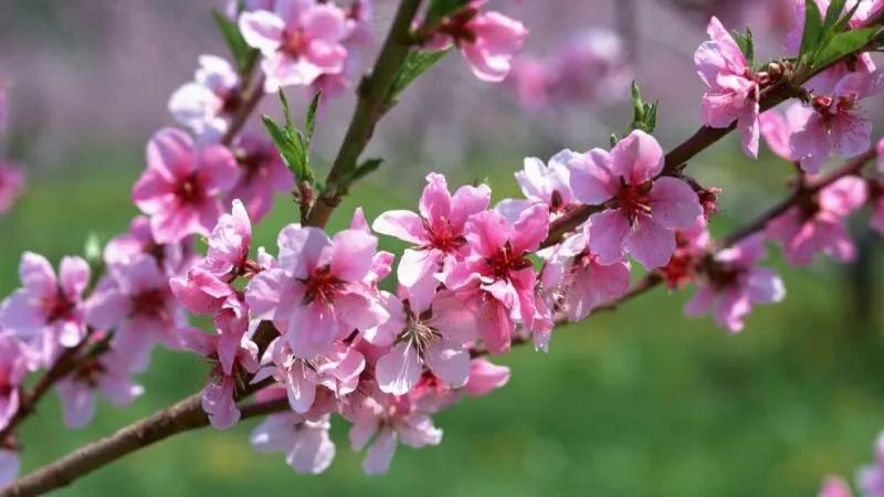 Top 10 bài văn cảm nhận sâu sắc nhất về tùy bút "Mùa xuân của tôi" của Vũ Bằng
